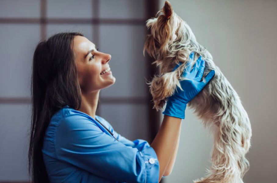 New Zealand to practice veterinary