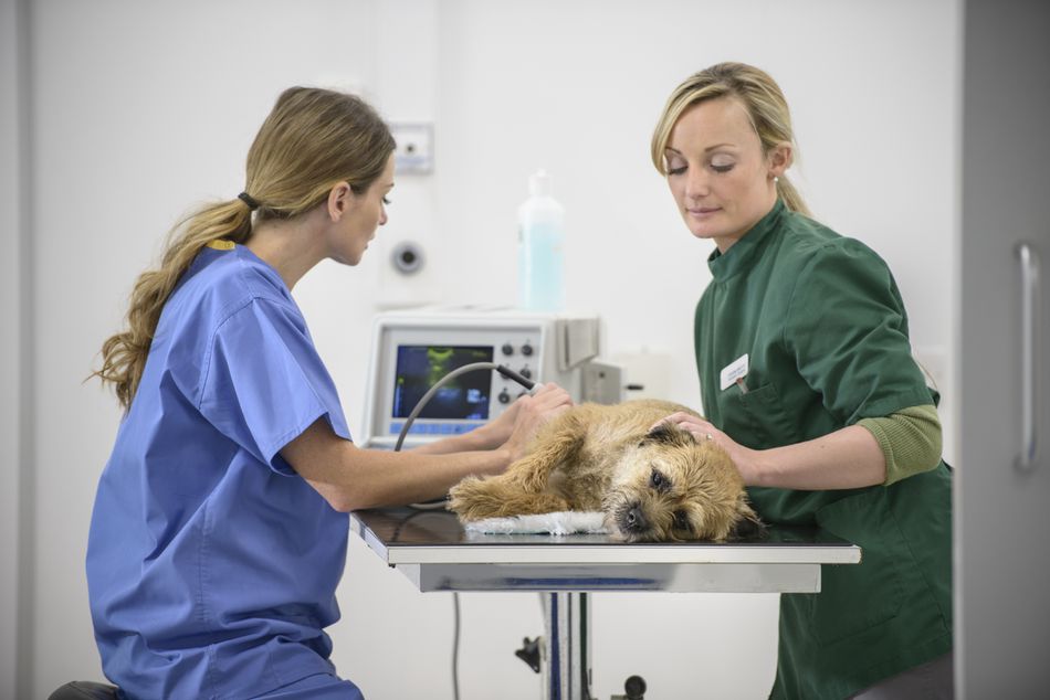 Veterinary surgeon jobs new zealand