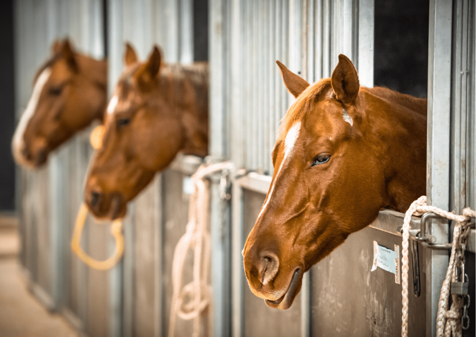 what-is-it-like-working-as-an-equine-vet-the-vet-service