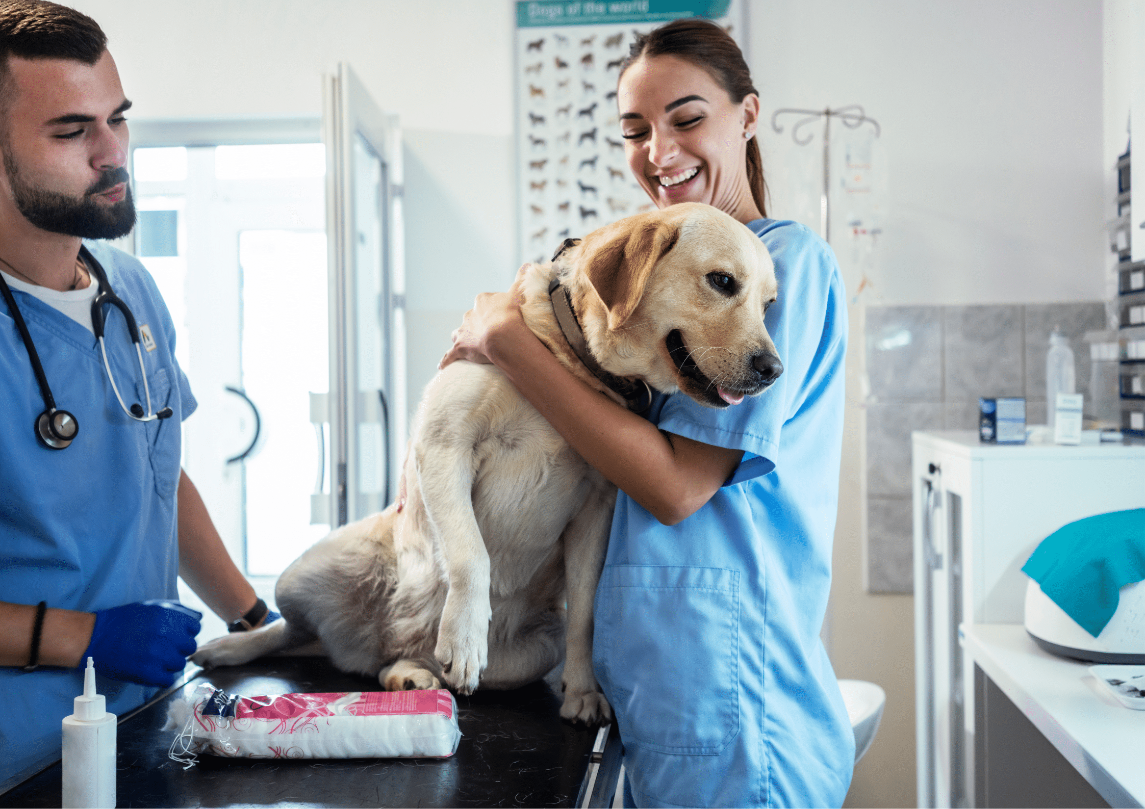 How To Become a Veterinary Neurologist - The Vet Service