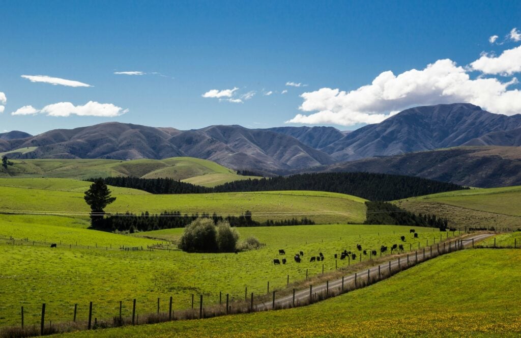 working as a dairy vet in new zealand