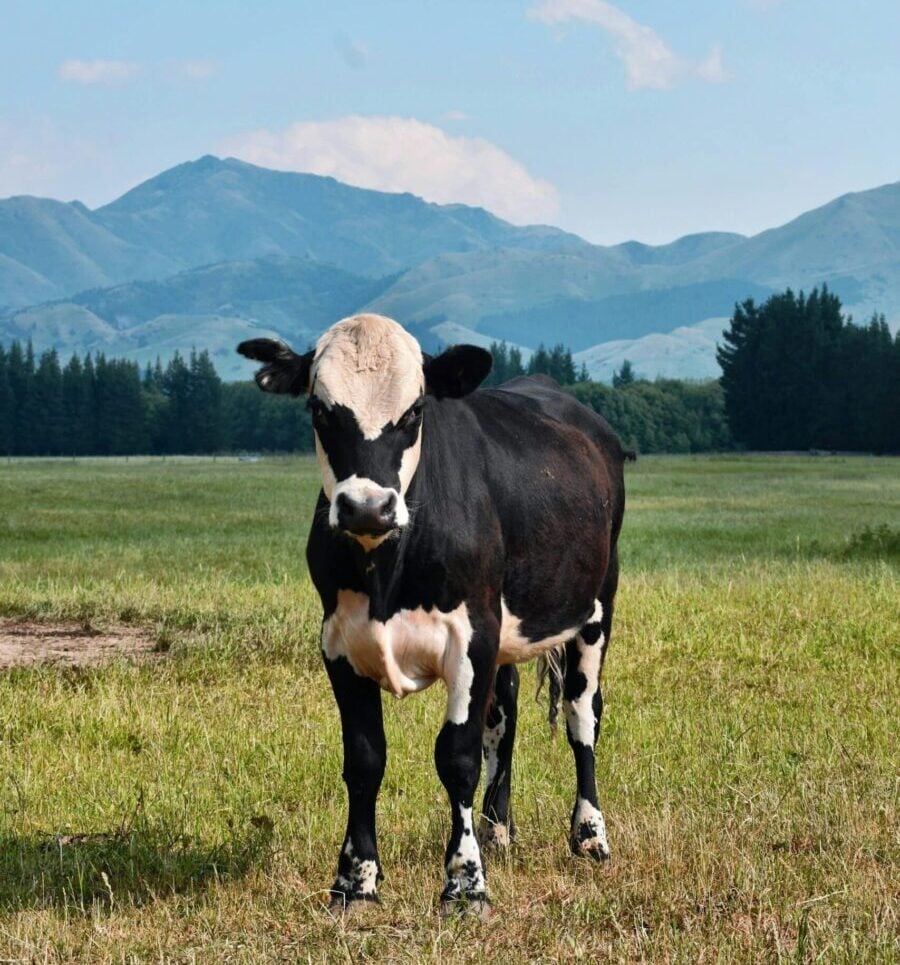 farm vet new zealand
