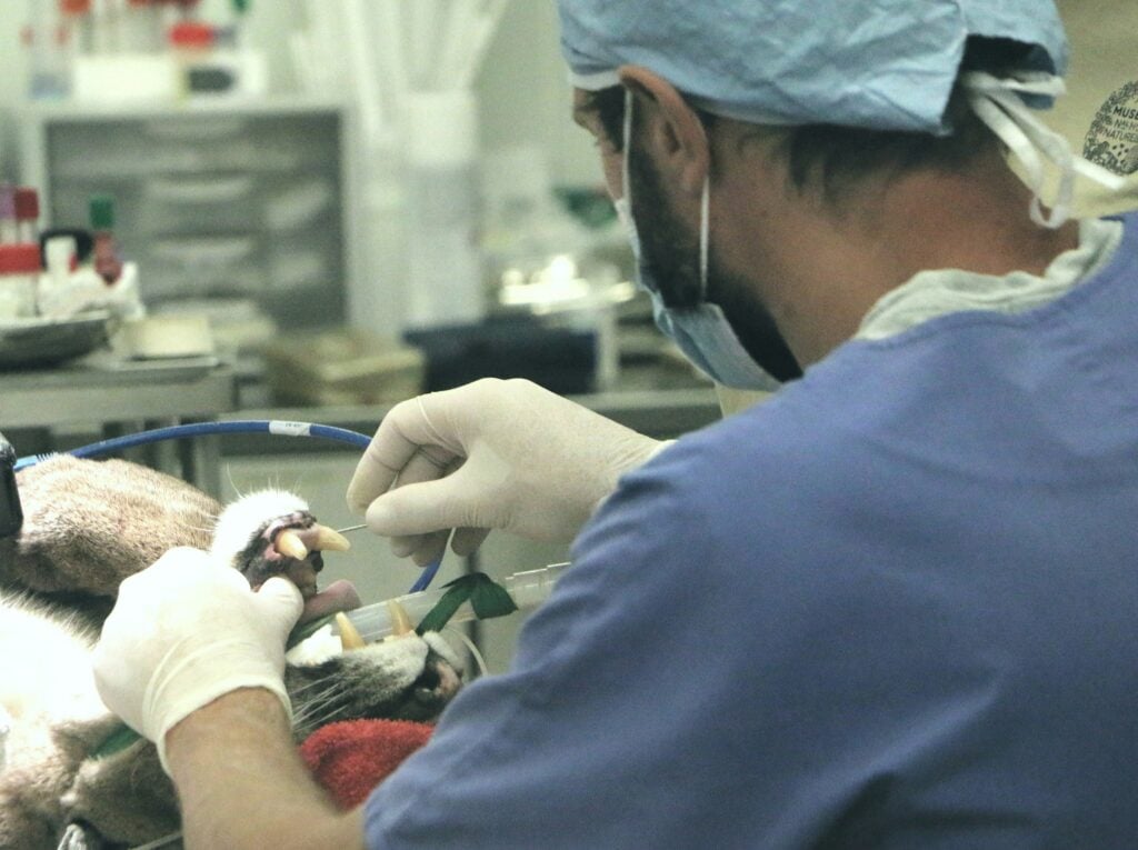 veterinary workforce report